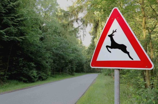Соликамцев предостерегают: «Внимание, на дороге – животные!»